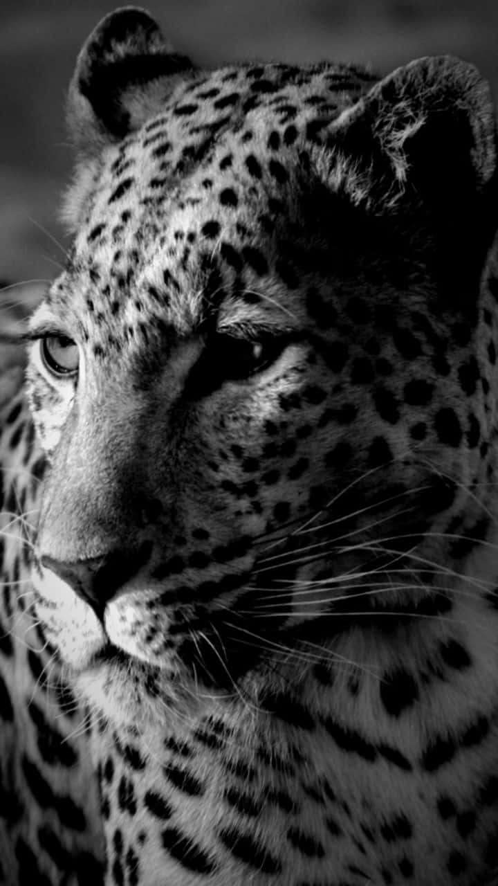 Unleopardo Sta Guardando La Fotocamera In Bianco E Nero. Sfondo