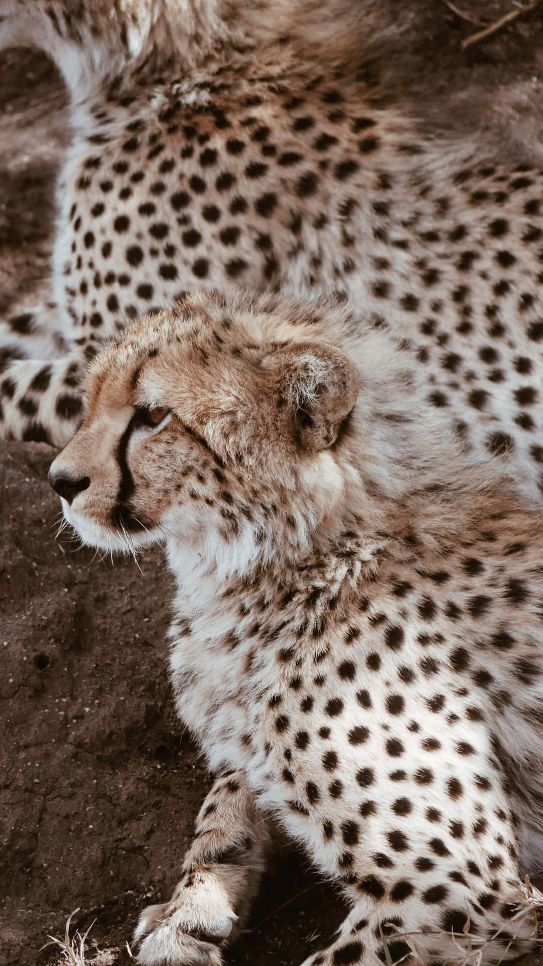 Giv din smartphone en vild makeover med denne cheetah iPhone baggrundsbillede. Wallpaper