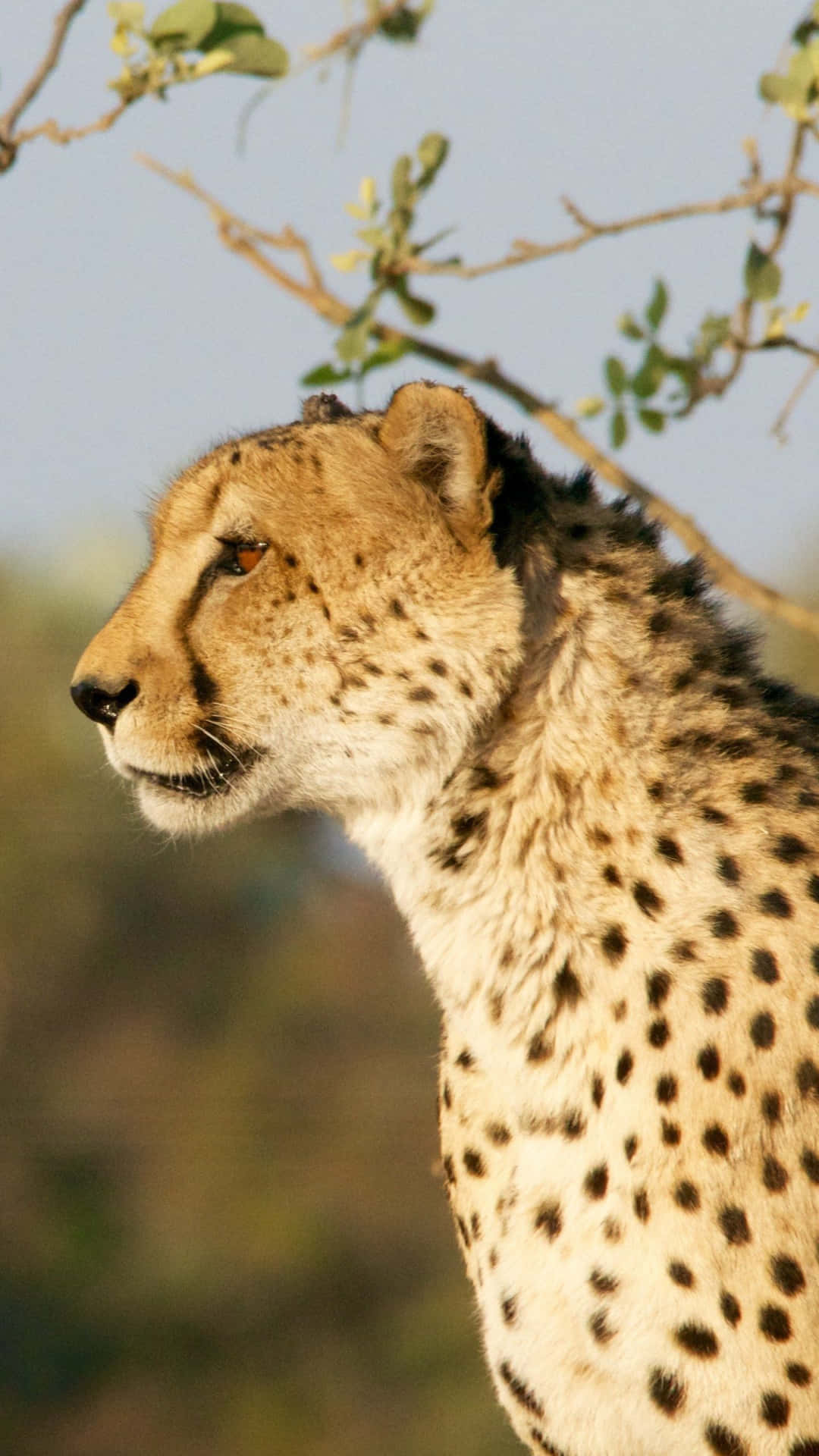 Caption: Majestic Cheetah in a Sprint on iPhone Wallpaper Wallpaper