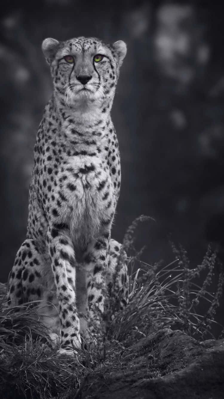 Cheetah Animal Iphone Grayscale Wallpaper