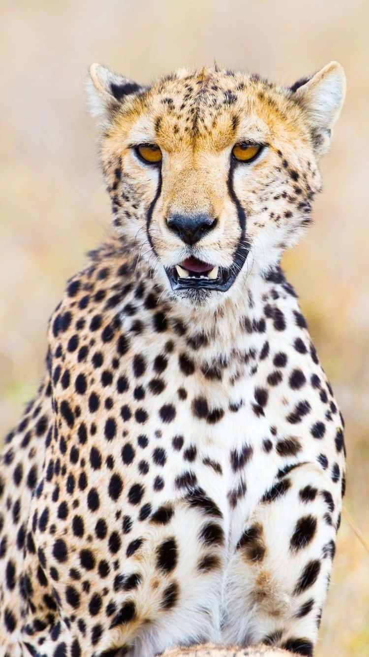 Cheetah Wild Animal Candid Iphone Wallpaper