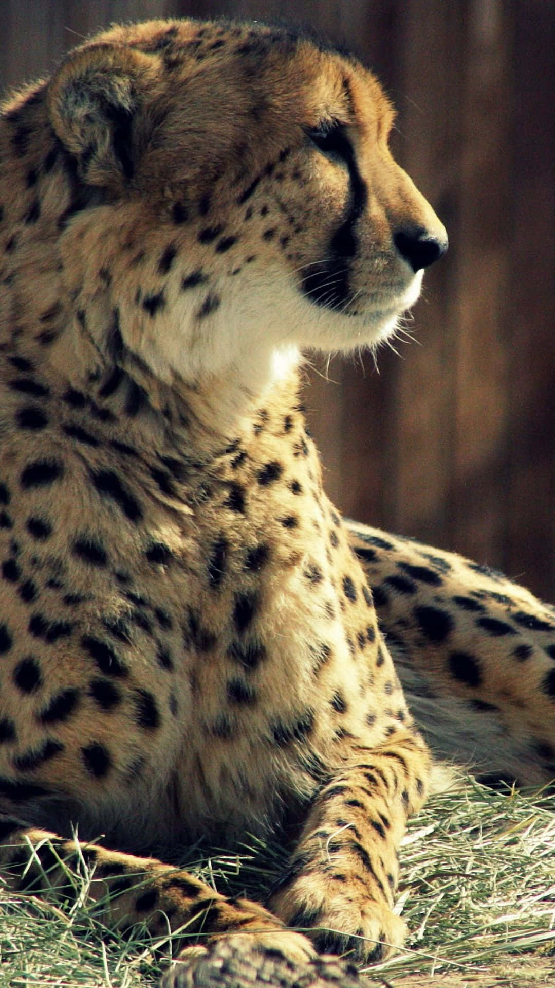 Förhöjdin Enhets Stil Med En Iphone-bakgrund Med Cheetah-mönster! Wallpaper