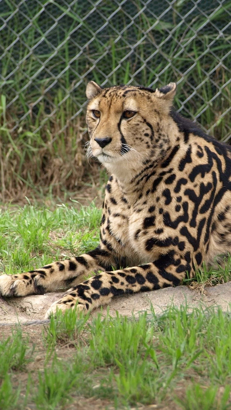 A Cheetah Laying On The Ground In Front Of A Fence Wallpaper