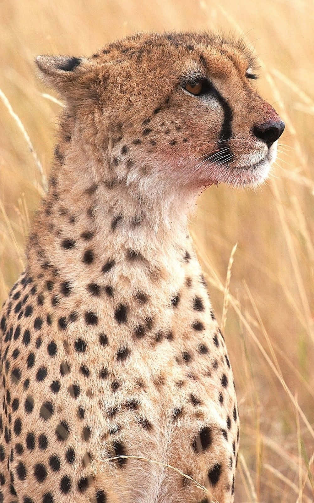 Evoking the speed of a Cheetah - the sleek Iphone Wallpaper