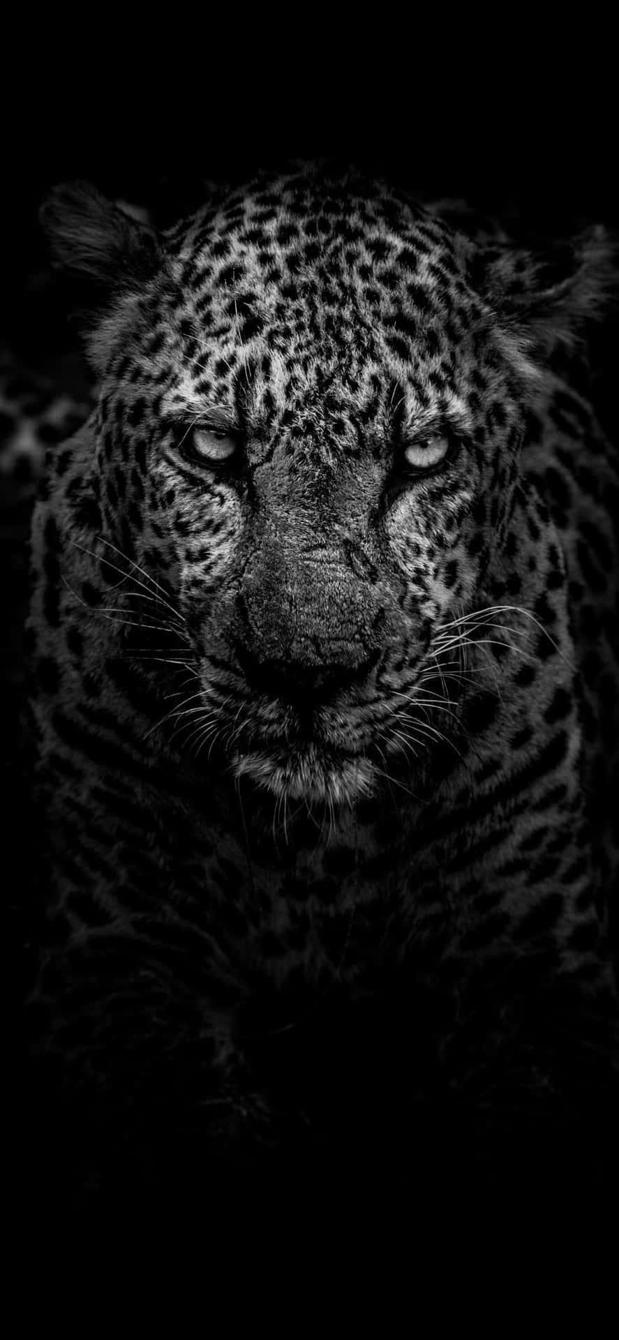 En leopard i mørket med åbne øjne Wallpaper