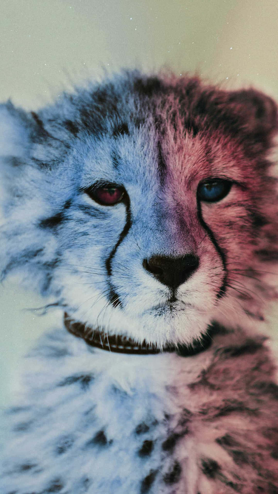 Cheetah Iphone Cub Uodd Øje Wallpaper