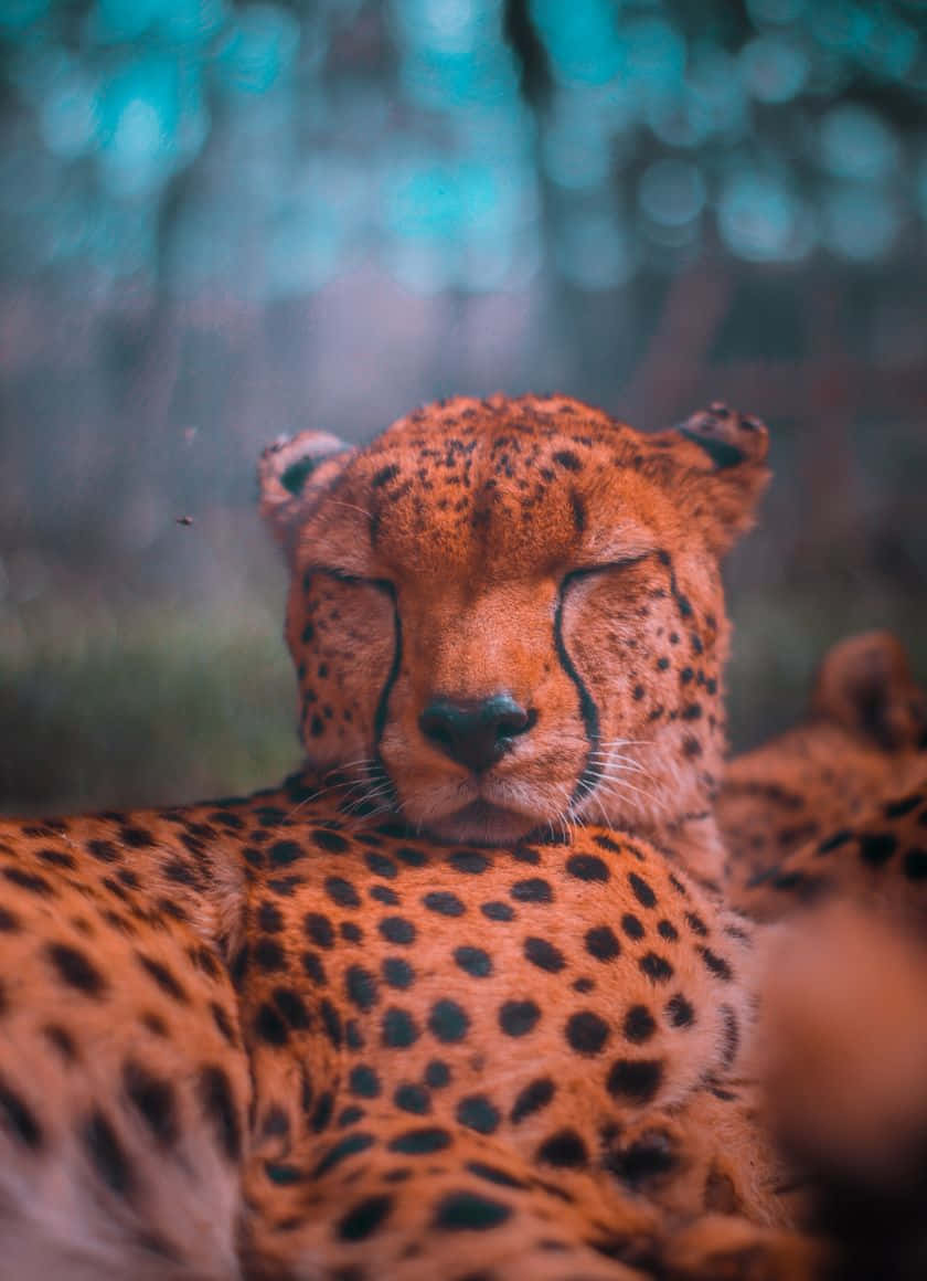 Cheetahsudafricano Durmiendo En El Iphone. Fondo de pantalla