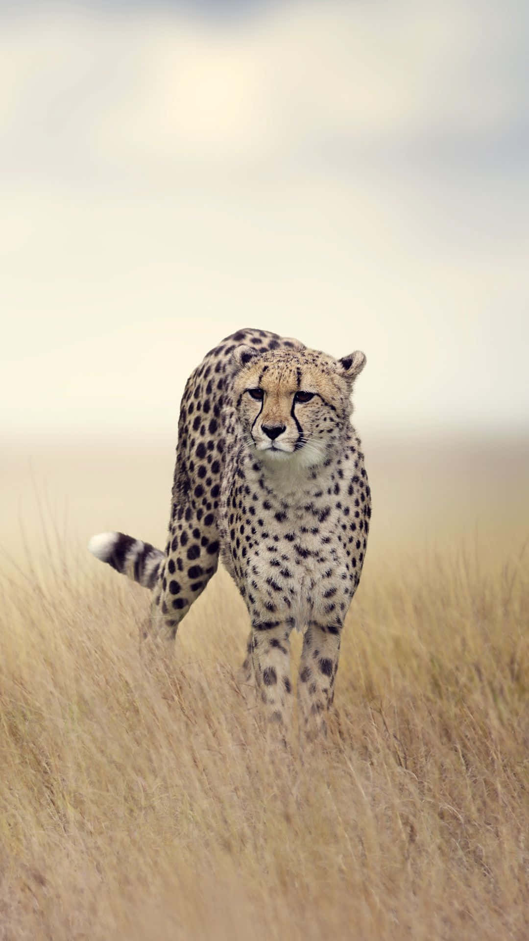 Cheetah i det vilde Wallpaper