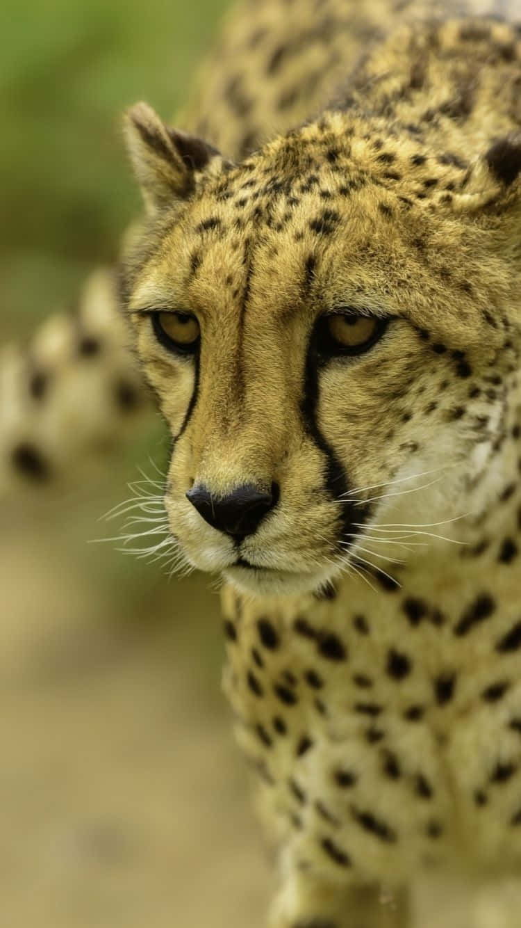 Upgrade your phone with a Cheetah Iphone for lightning-fast speeds. Wallpaper