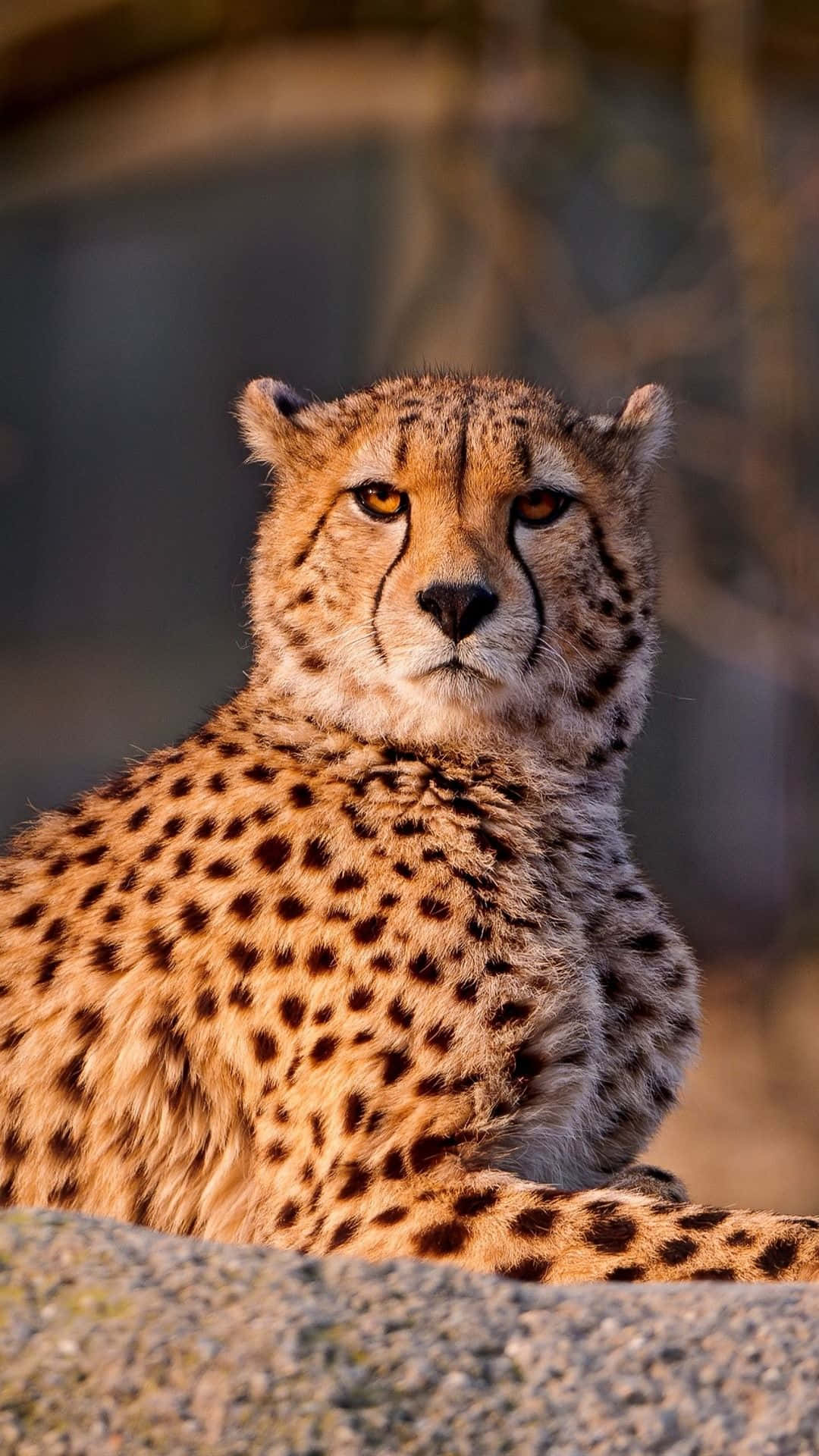 Upgrade your phone with the Cheetah Iphone and get ready to explore Wallpaper