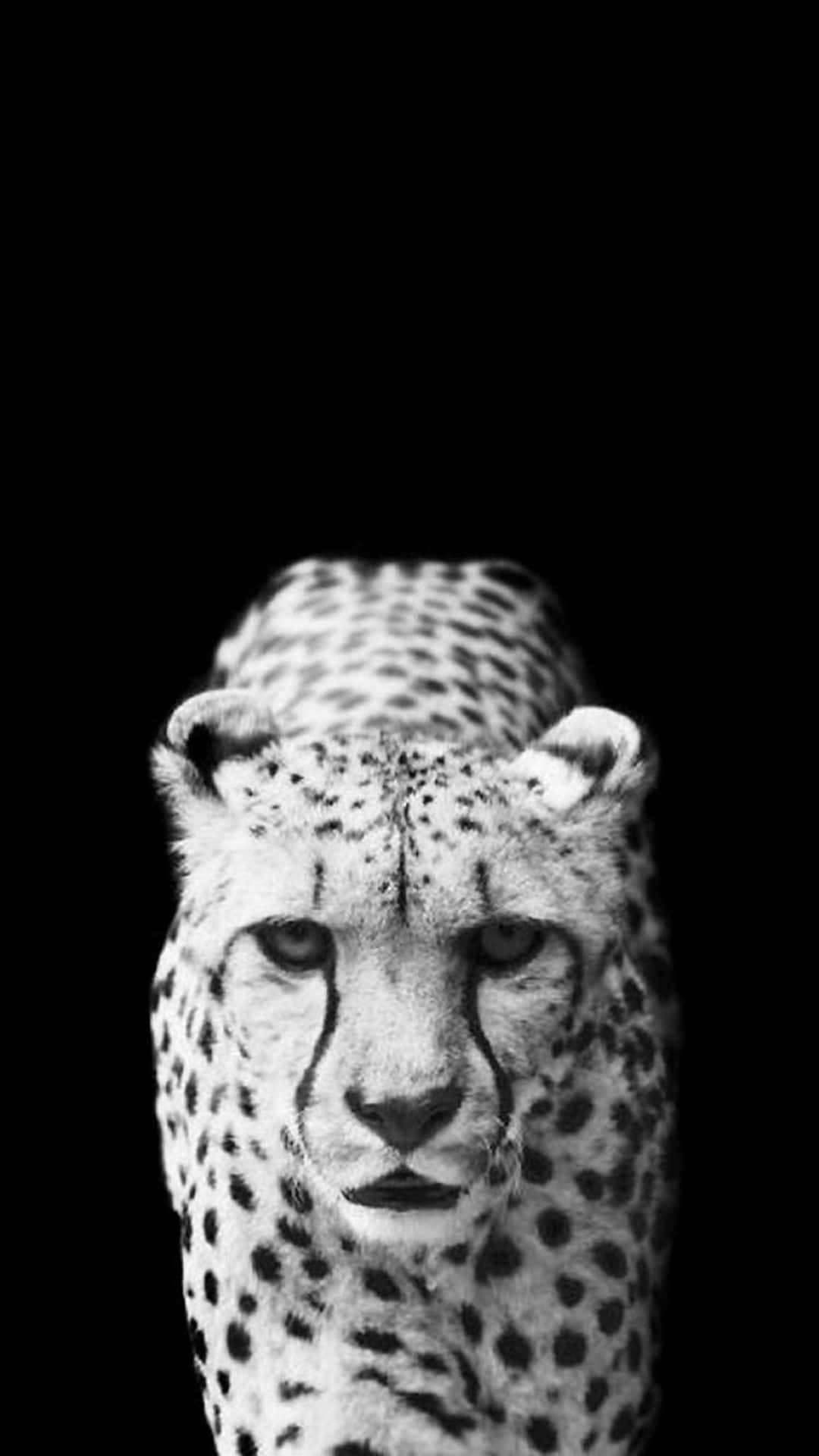 angry black cheetah wallpaper