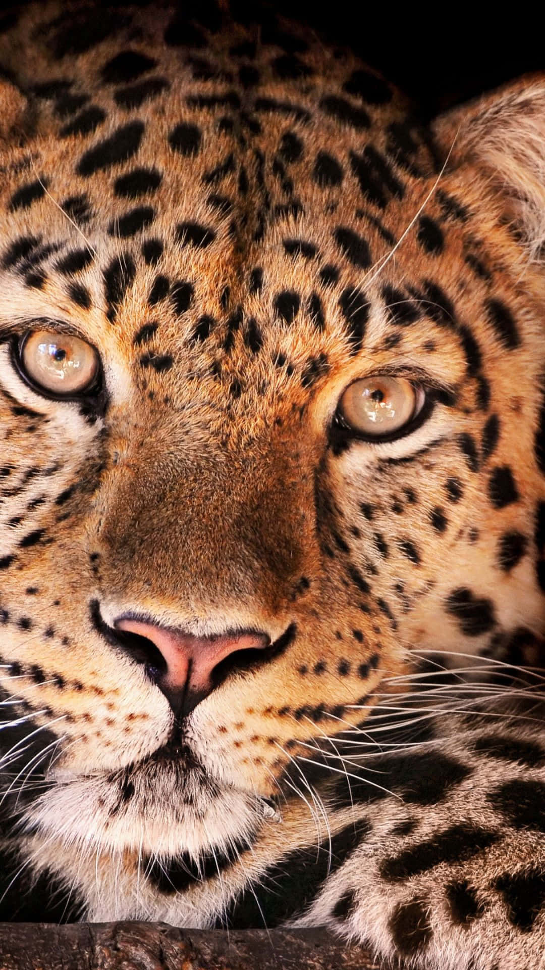 A Leopard Is Looking At The Camera Wallpaper