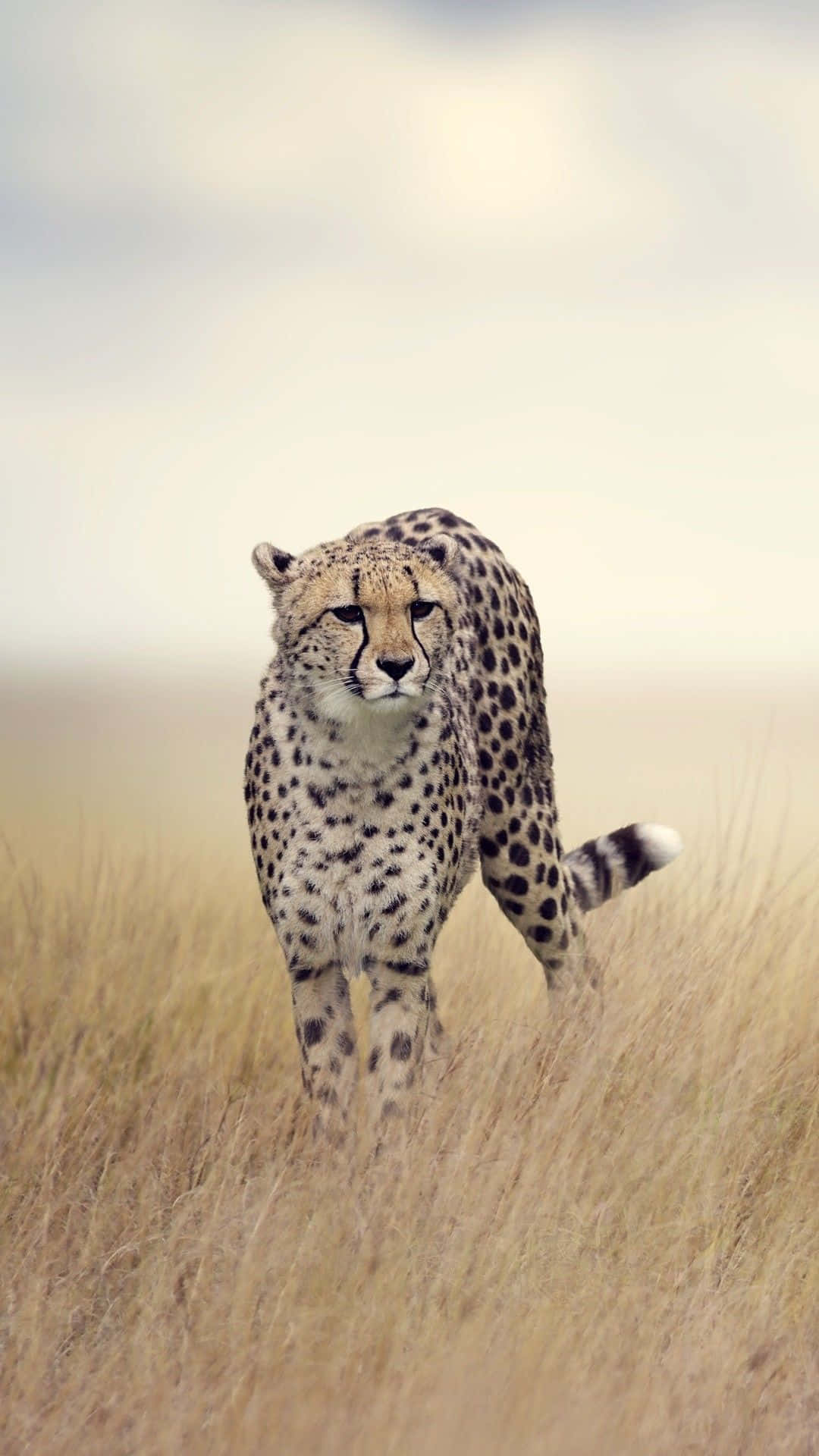 Enthülledas Neueste Cheetah Iphone. Wallpaper