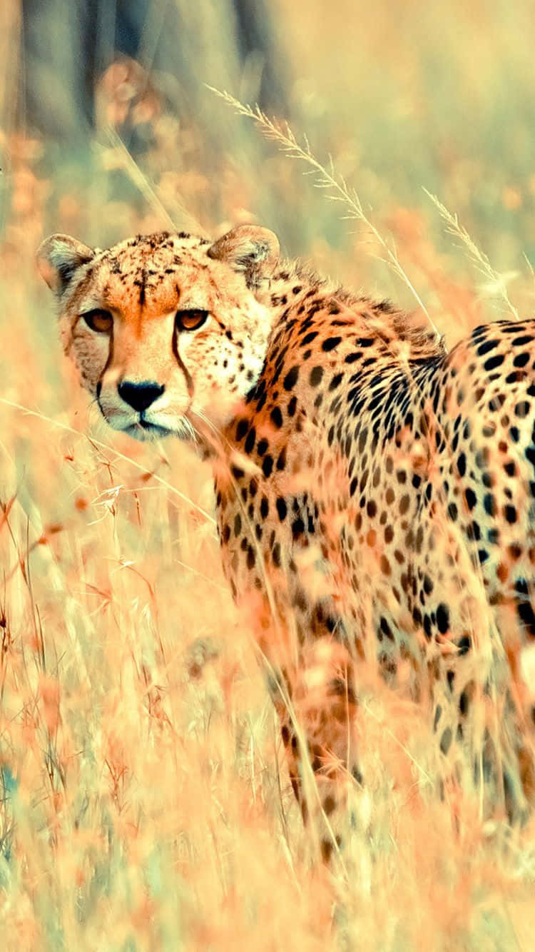 African Cheetah Aesthetic Shot Iphone Wallpaper