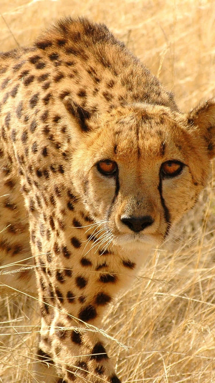 Cheetahförsiktig Promenad Stirrar Iphone. Wallpaper