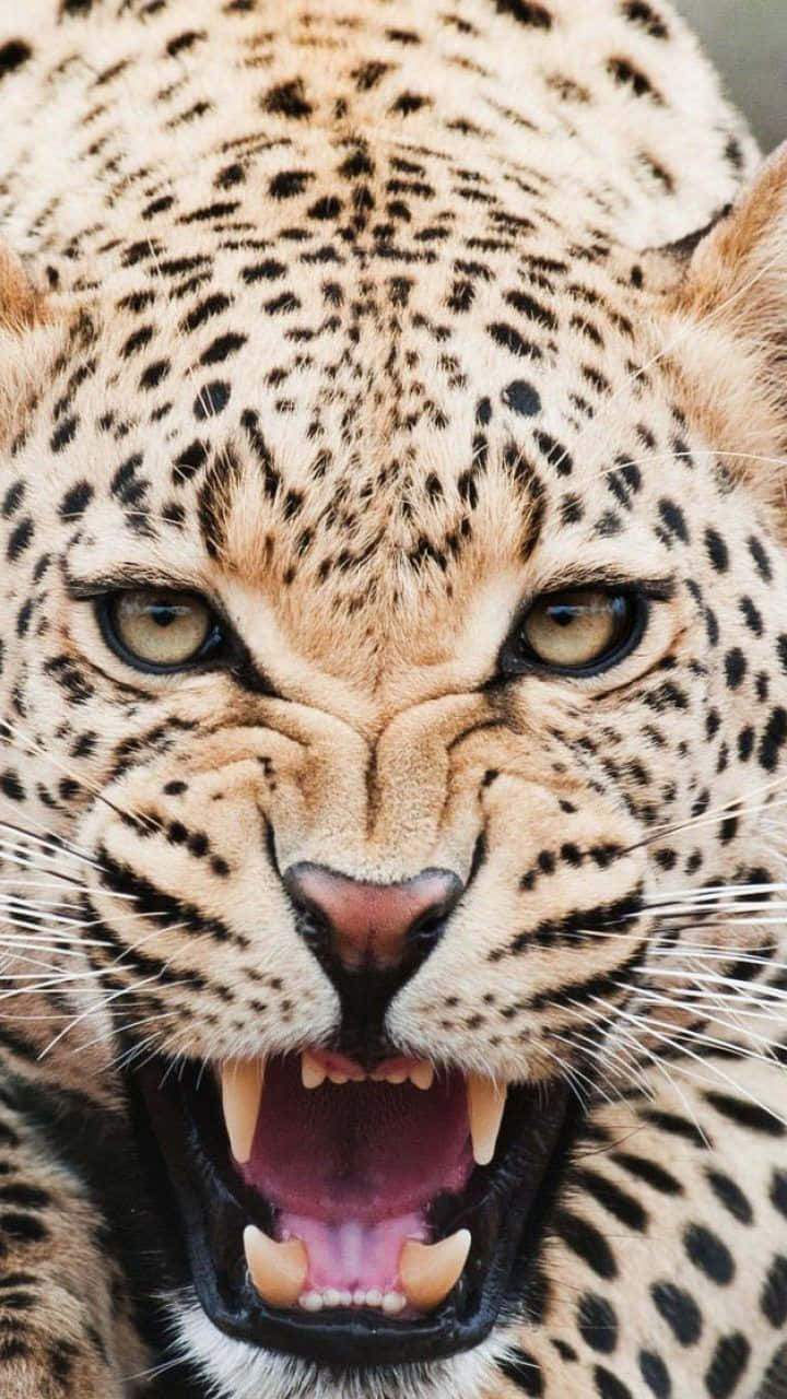 Cheetah Iphone Angry Growl Wallpaper