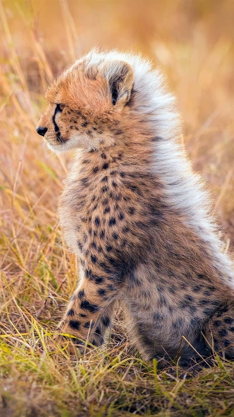Caption: Exquisitely Agile: A Cheetah on your iPhone Wallpaper