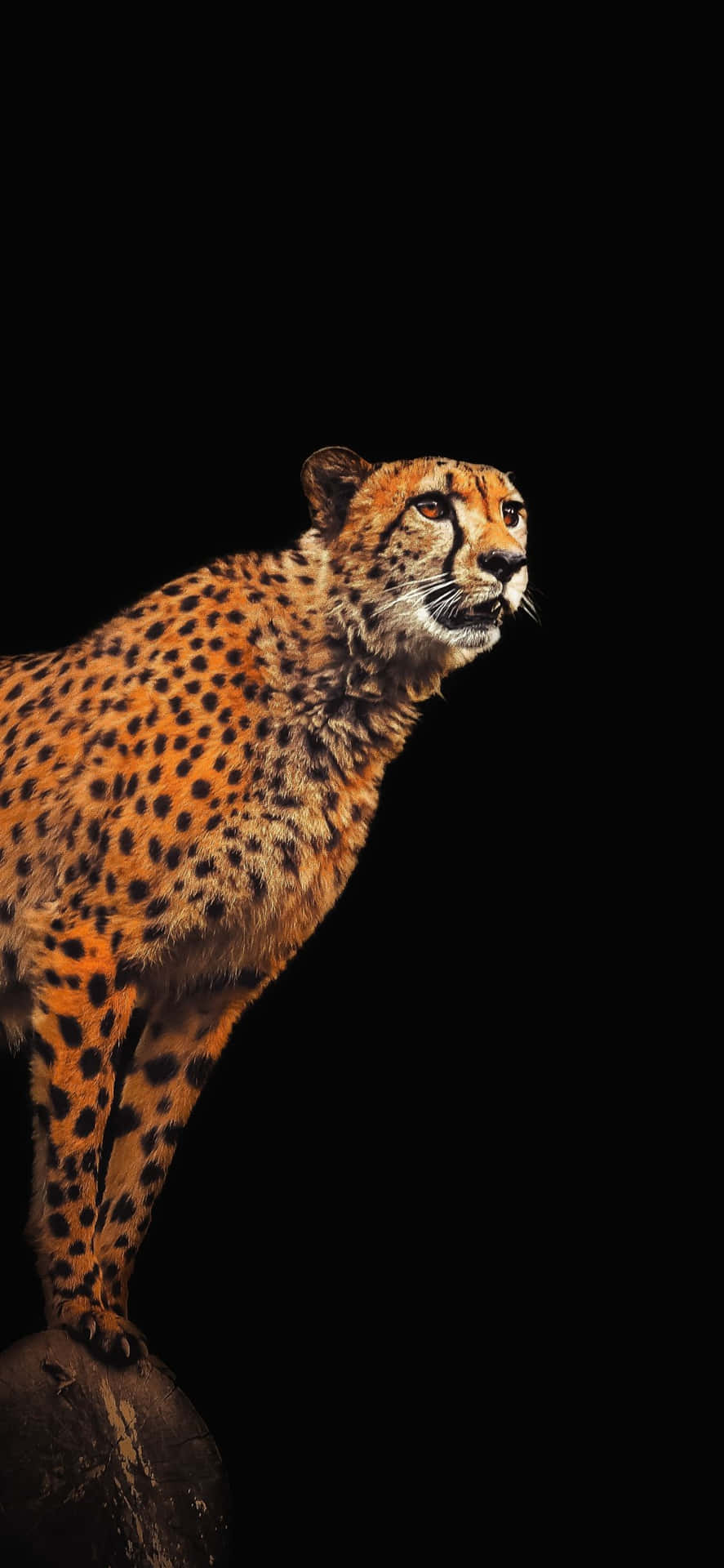 Cheetah with wings HD wallpaper  Cheetah wallpaper, Jaguar wallpaper,  Animal wallpaper