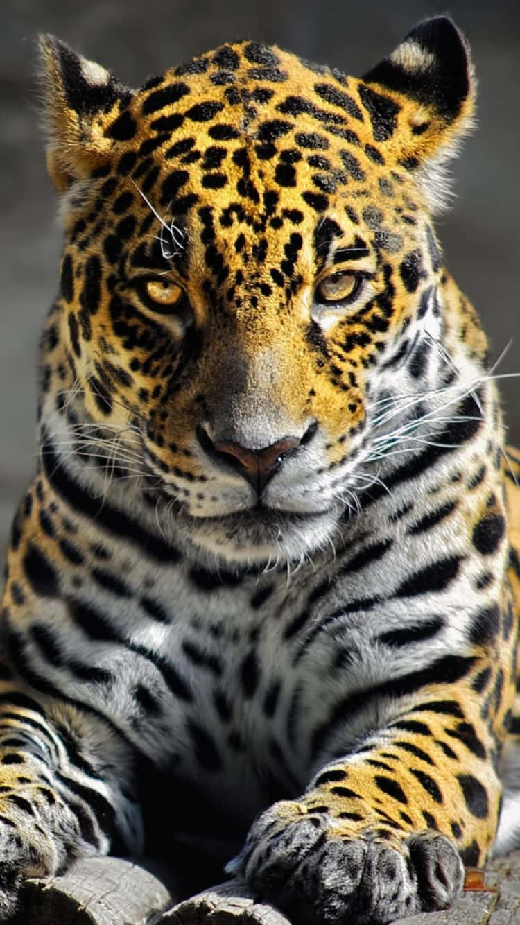 Download Cheetah Iphone Front Stare Camera Wallpaper  Wallpaperscom