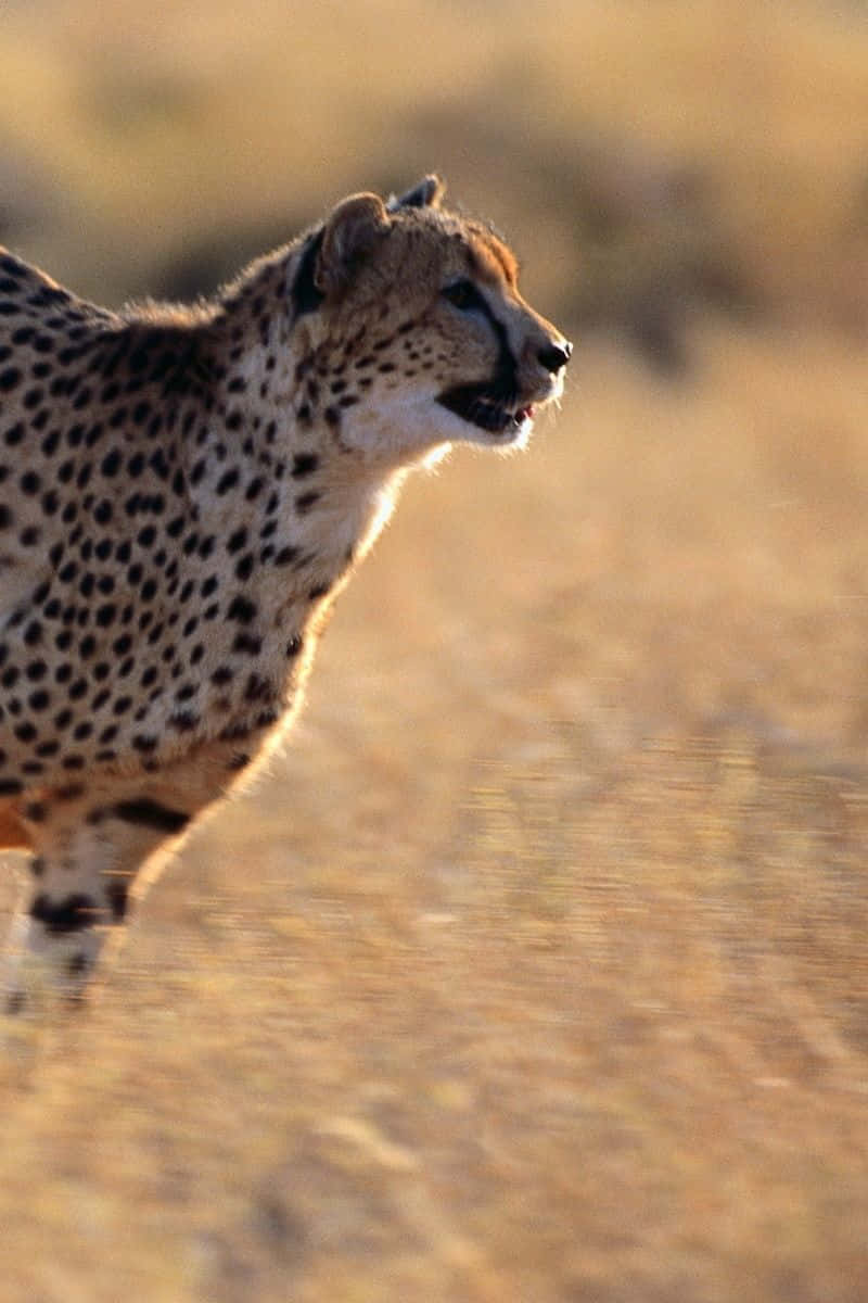 Løb efter en vild gepard på Iphone. Wallpaper