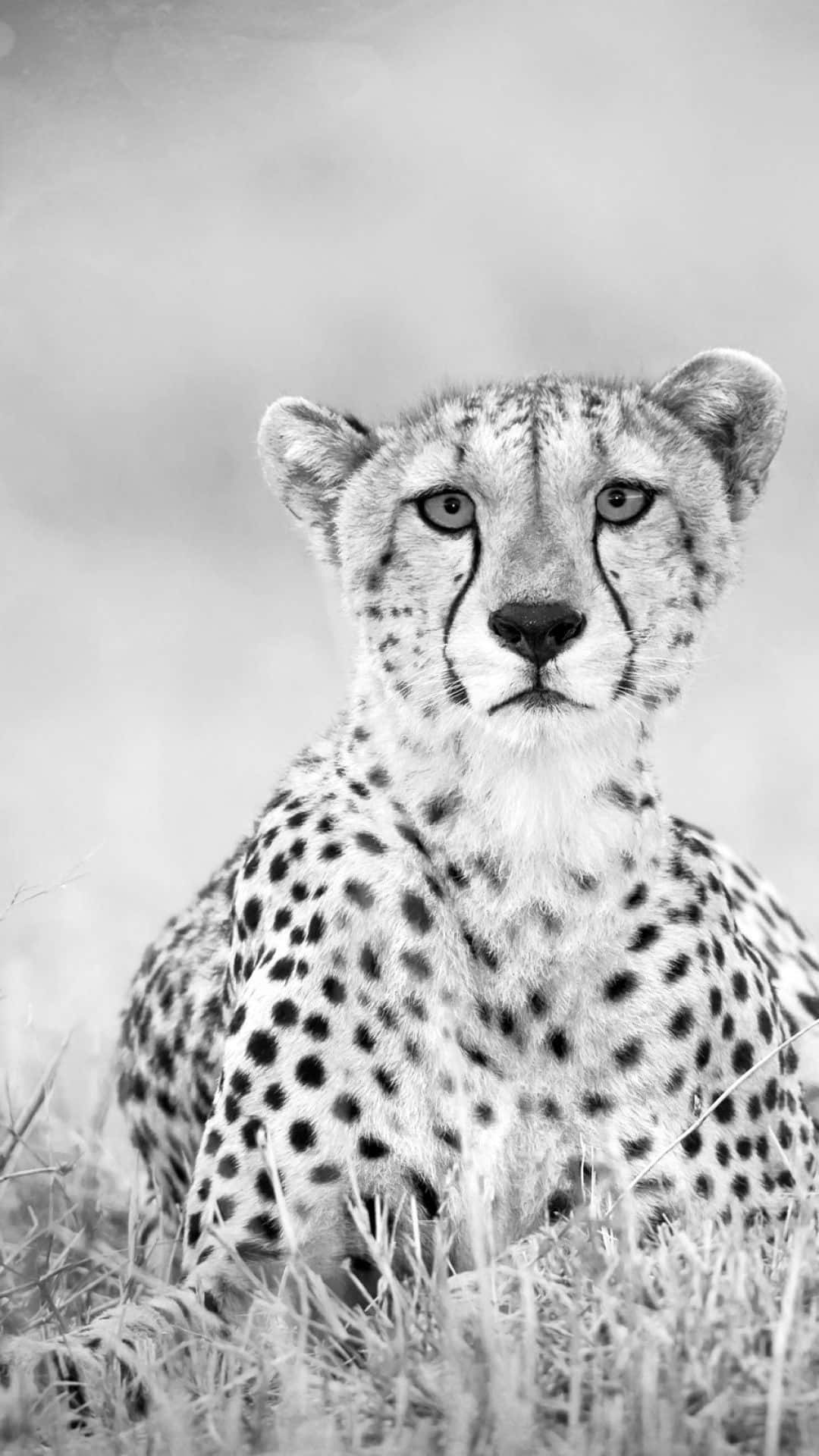 Get the fastest phone around with the sleek and stylish Cheetah Iphone Wallpaper