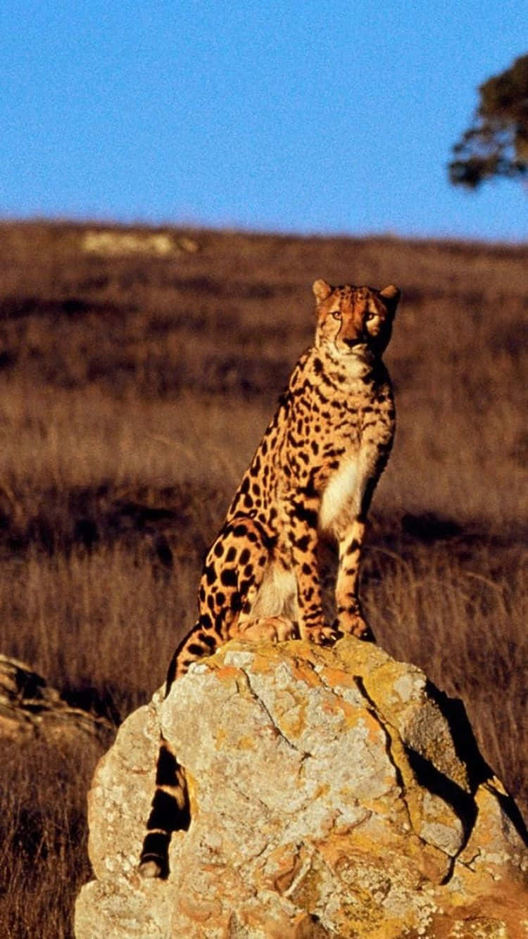 Leopardoiphone Rocca Giungla Selvaggia Sfondo