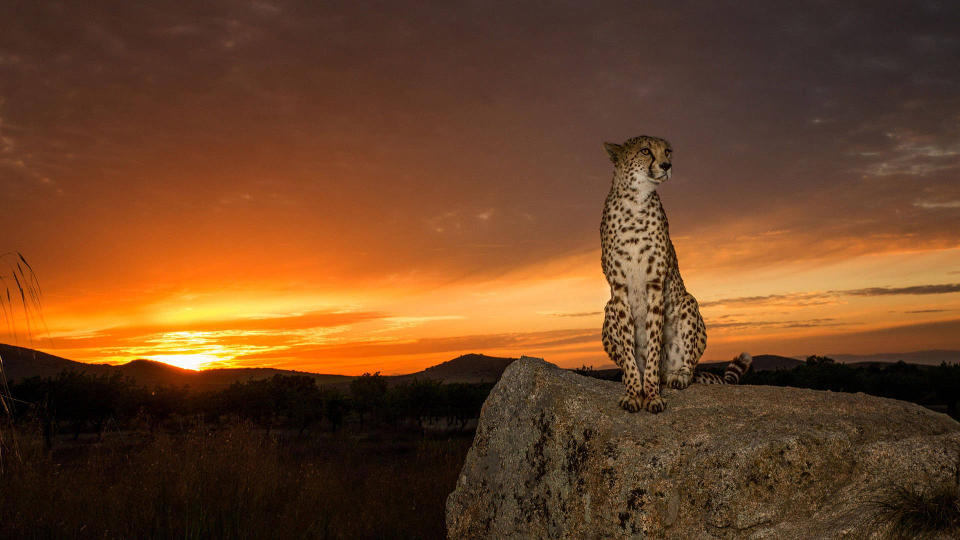 Cheetah On Rock Africa 4k Background