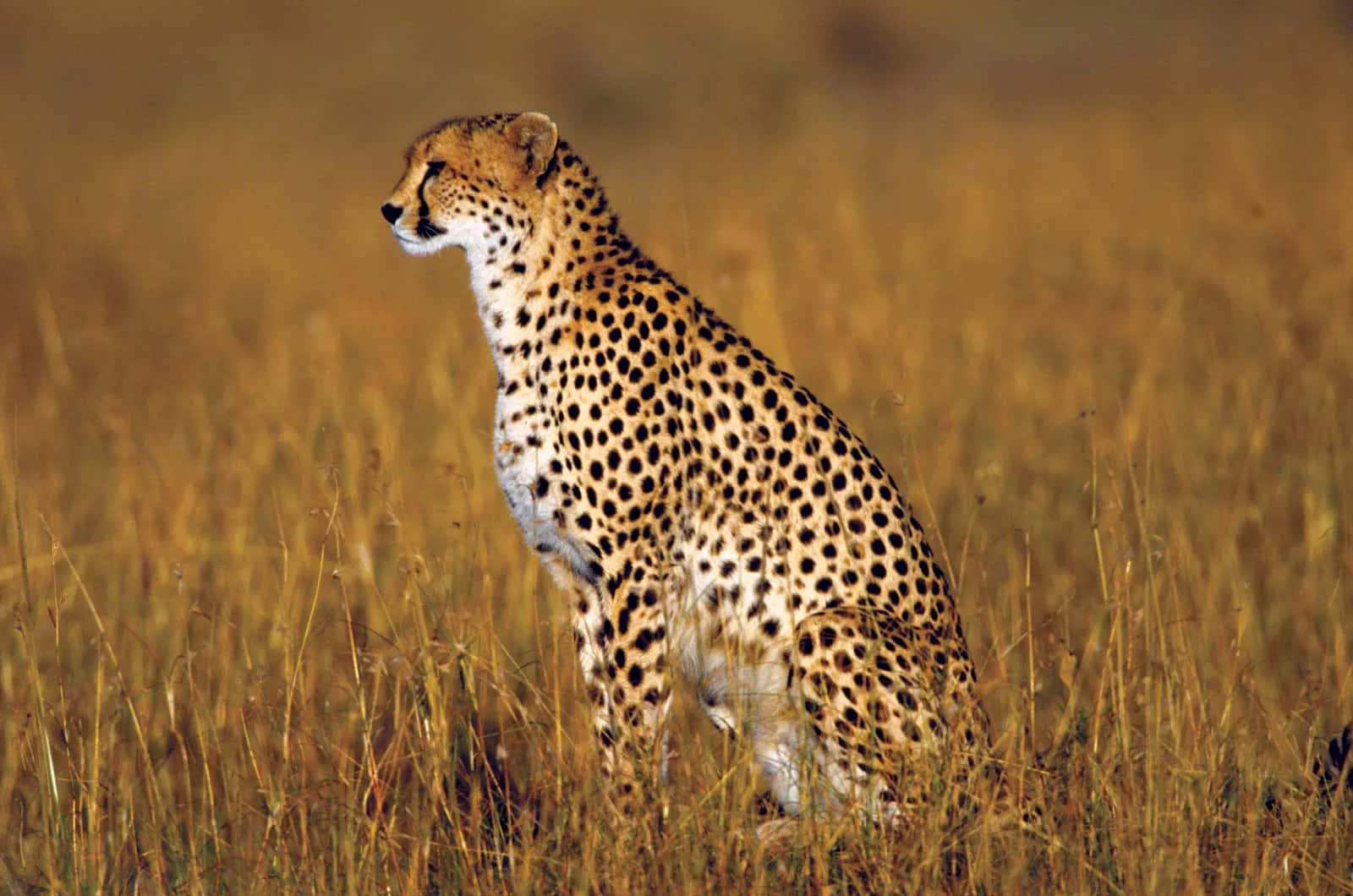 South African Cheetah Safari Picture