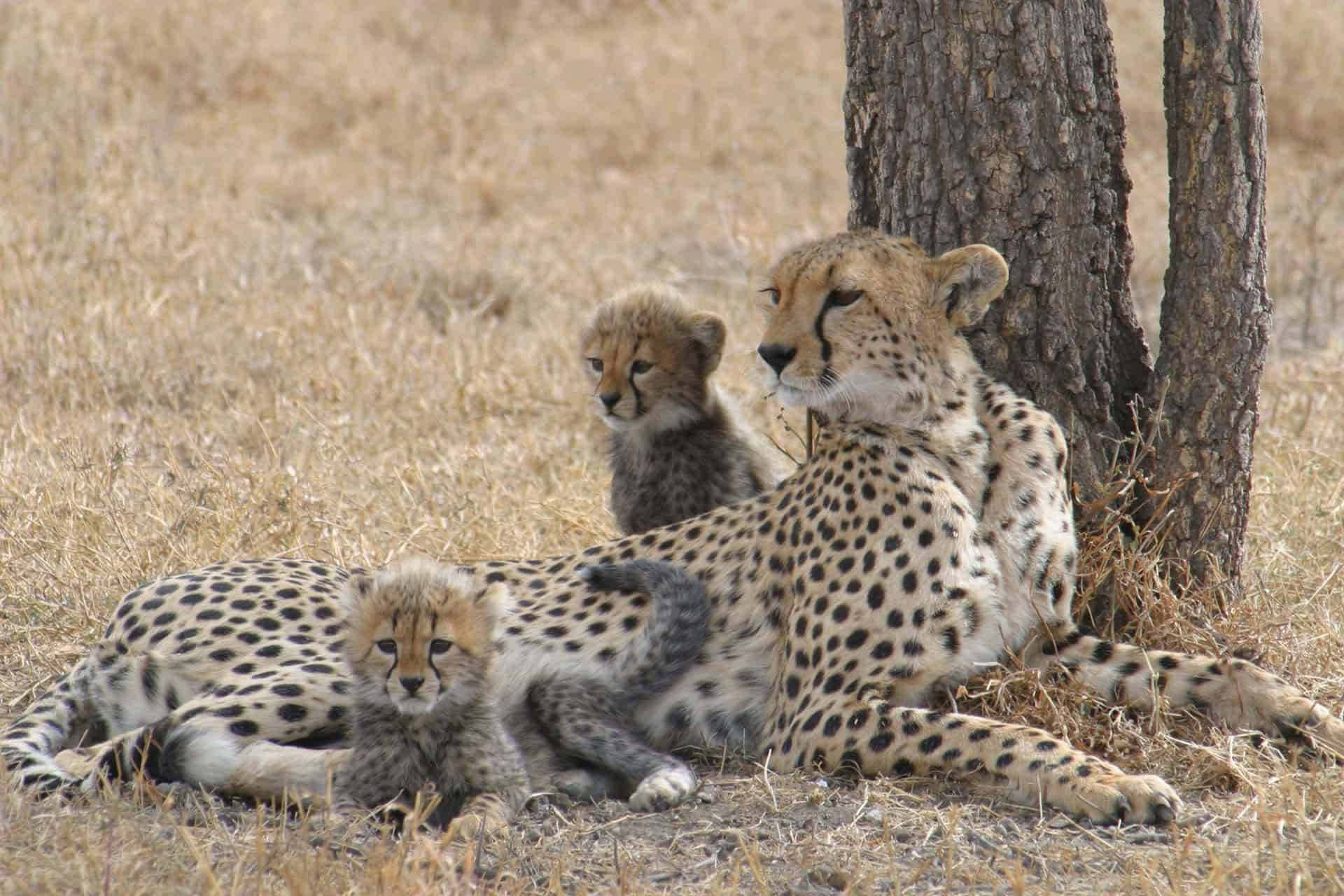 Immaginedi Una Famiglia Di Ghepardi Durante Un Safari In Famiglia.
