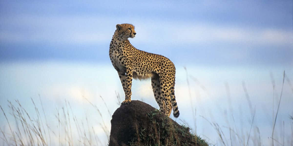 Imagende Una Cheetah Salvaje En Un Acantilado De Safari.