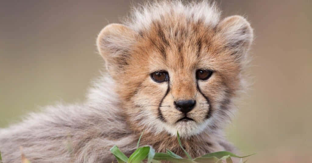 Cute Northwest African Cheetah Picture