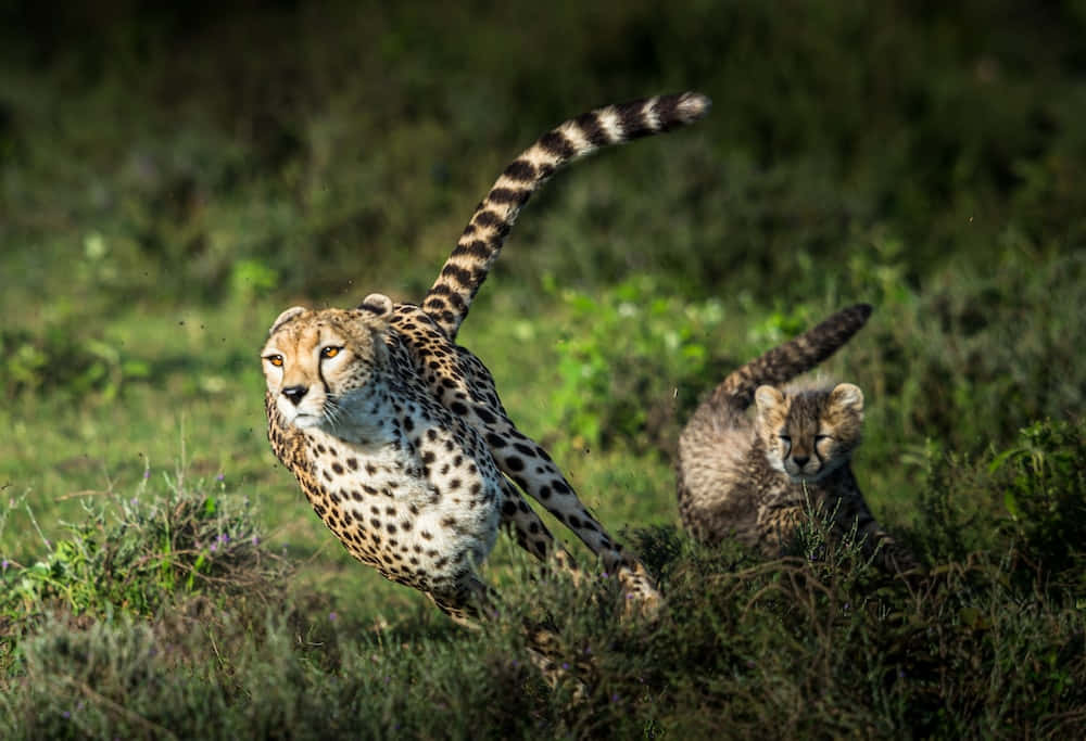 Gepardungepå Safari I Græsområder Billede.
