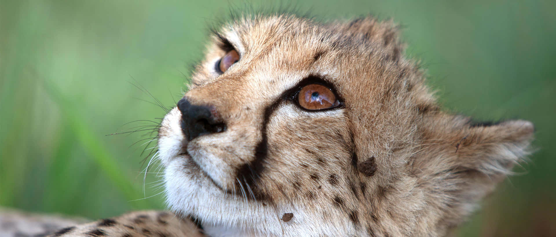 Imagende Un Leopardo En La Sabana, Un Animal Salvaje Del Safari