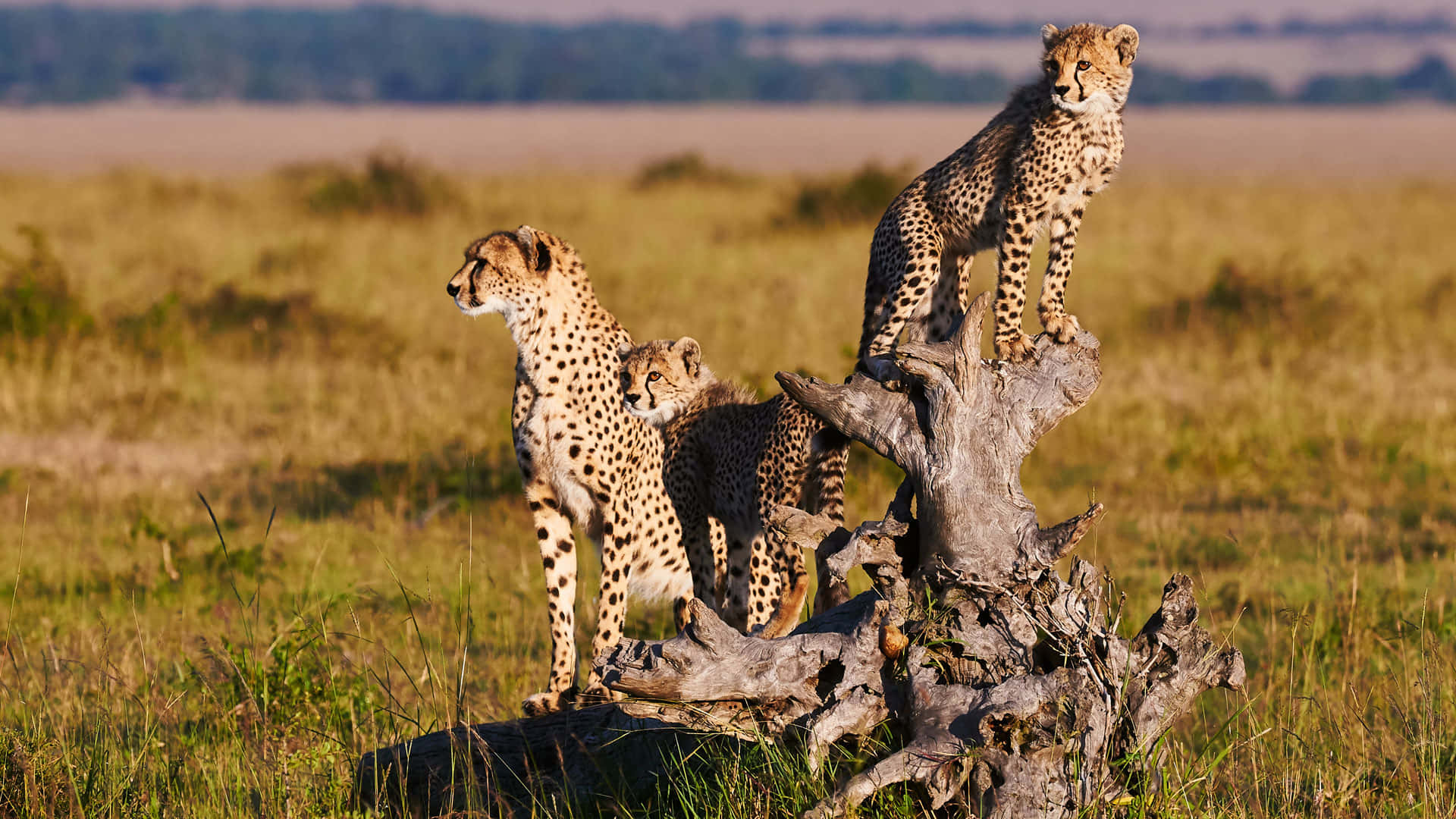 Bildeines Geparden Auf Safari In Masai Mara
