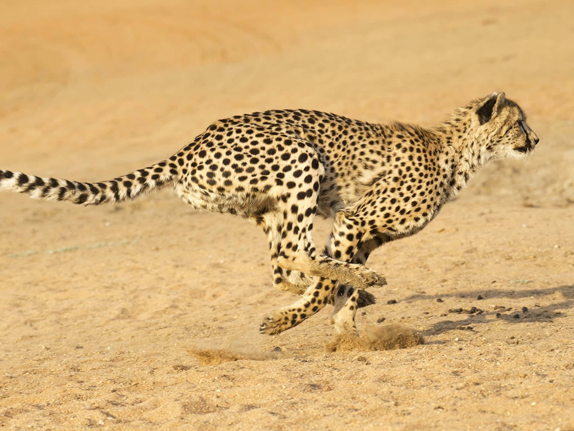 Bildvom Geparden Beim Rennen Auf Der Savanne