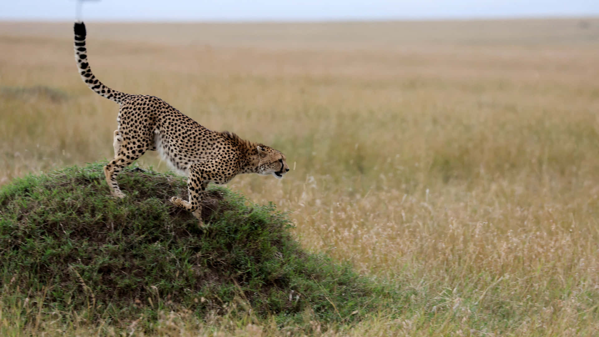 Tiergepard Auf Der Jagd Im Safaribild