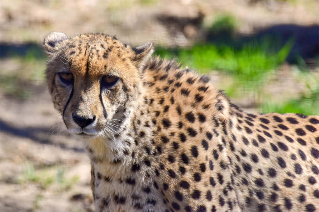 Imagende Un Cheetah Asiático En La Sabana De Un Safari