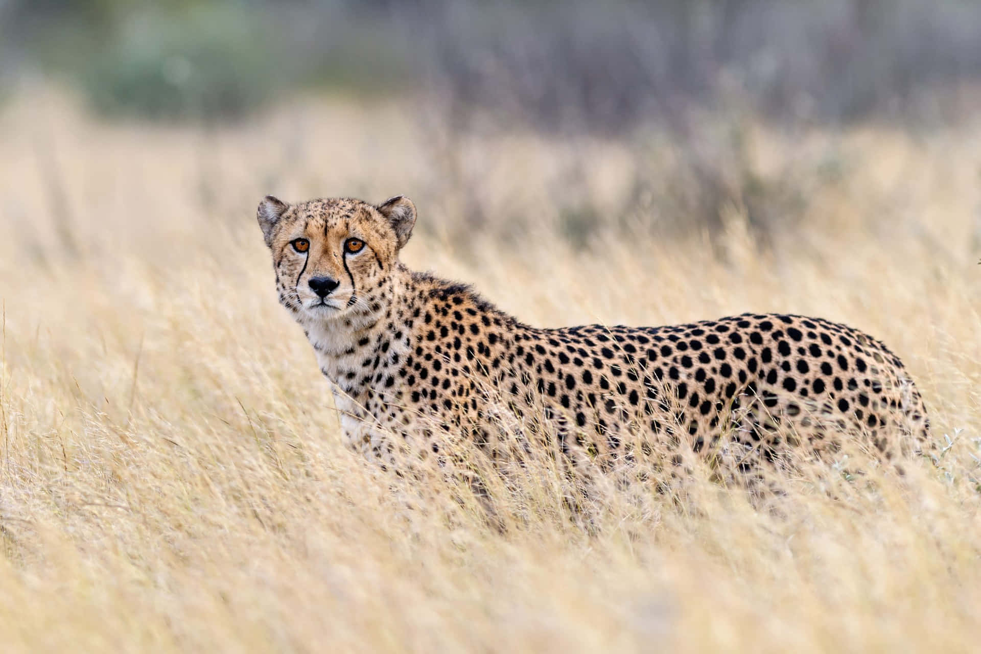 Bildav Gepard I Safaridjurssavannen