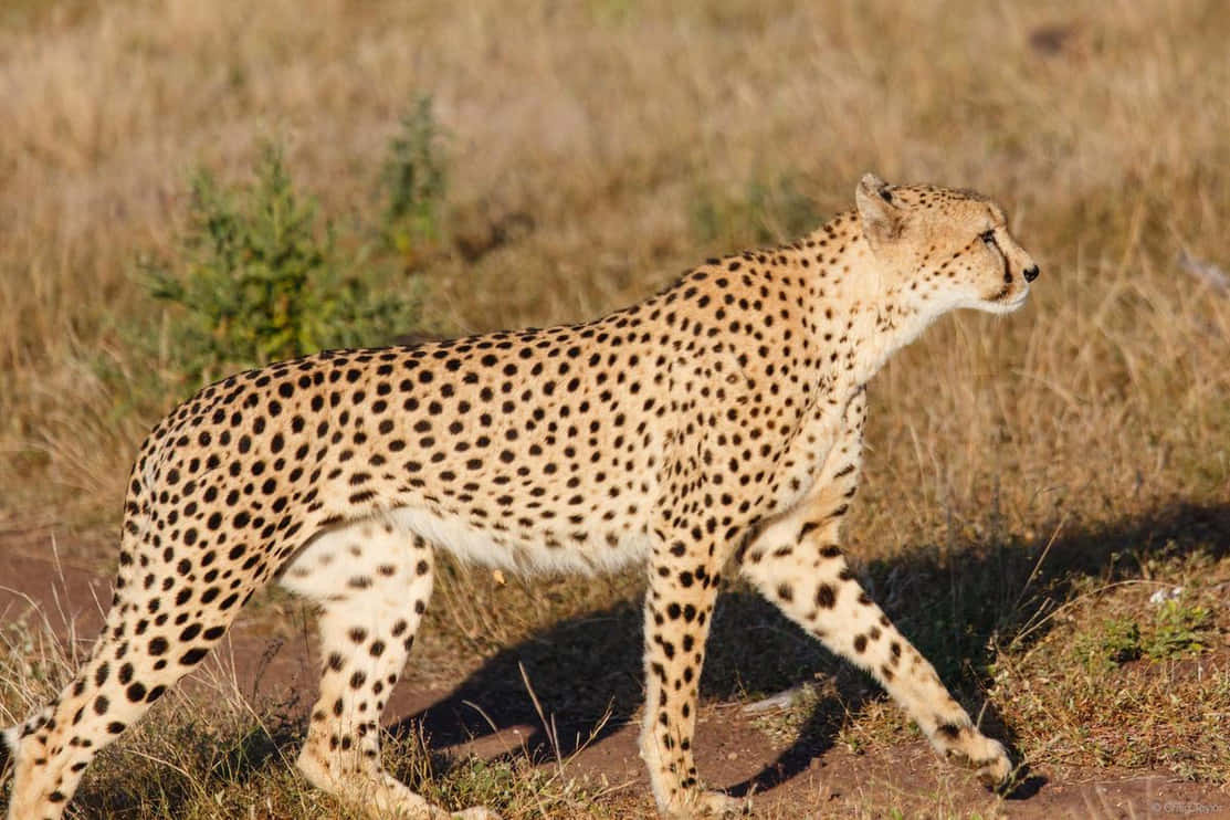 Cheetahdjur Safari Savann Bild