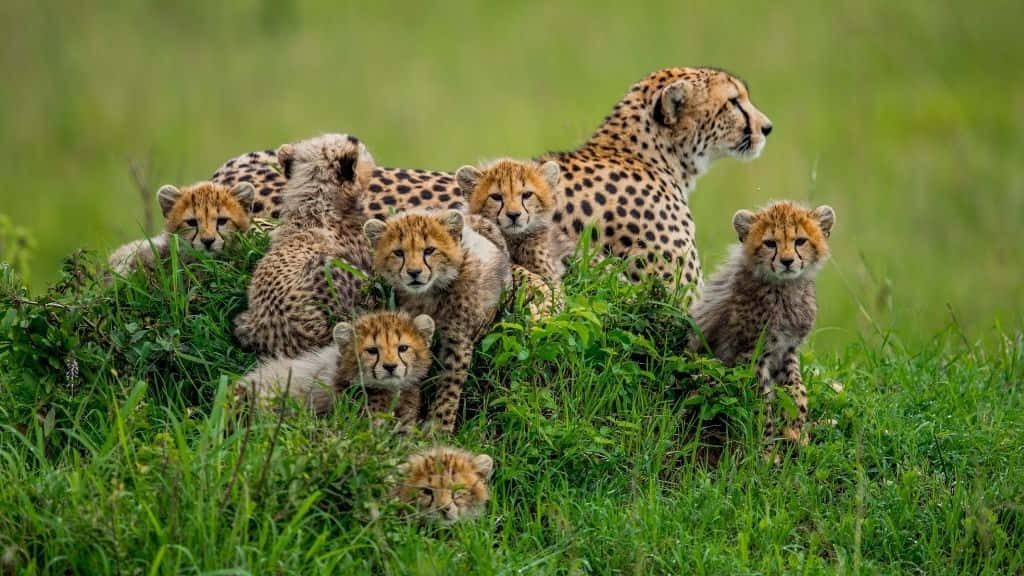 Södraafrikanska Gepardungebilden
