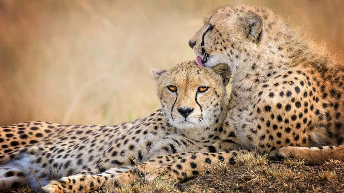 Nordwestafrikanischesgeparden-safari-bild