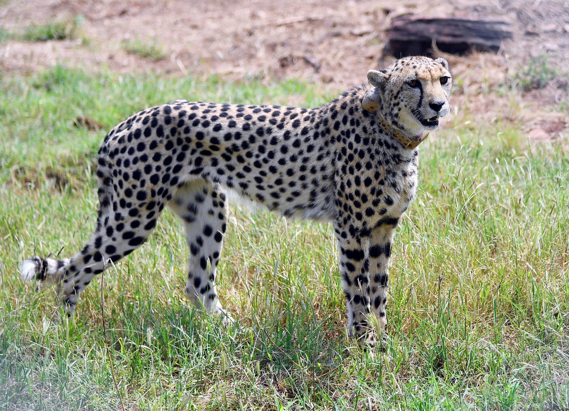 Imagende Un Cheetah Animal Cazando En La Sabana