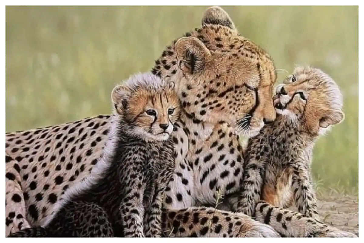 Bildeines Südafrikanischen Gepardenwelpen