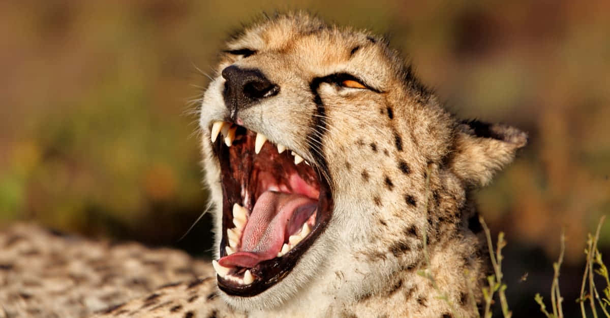 Sydafrikanskgepard Vildt Dyr Billede