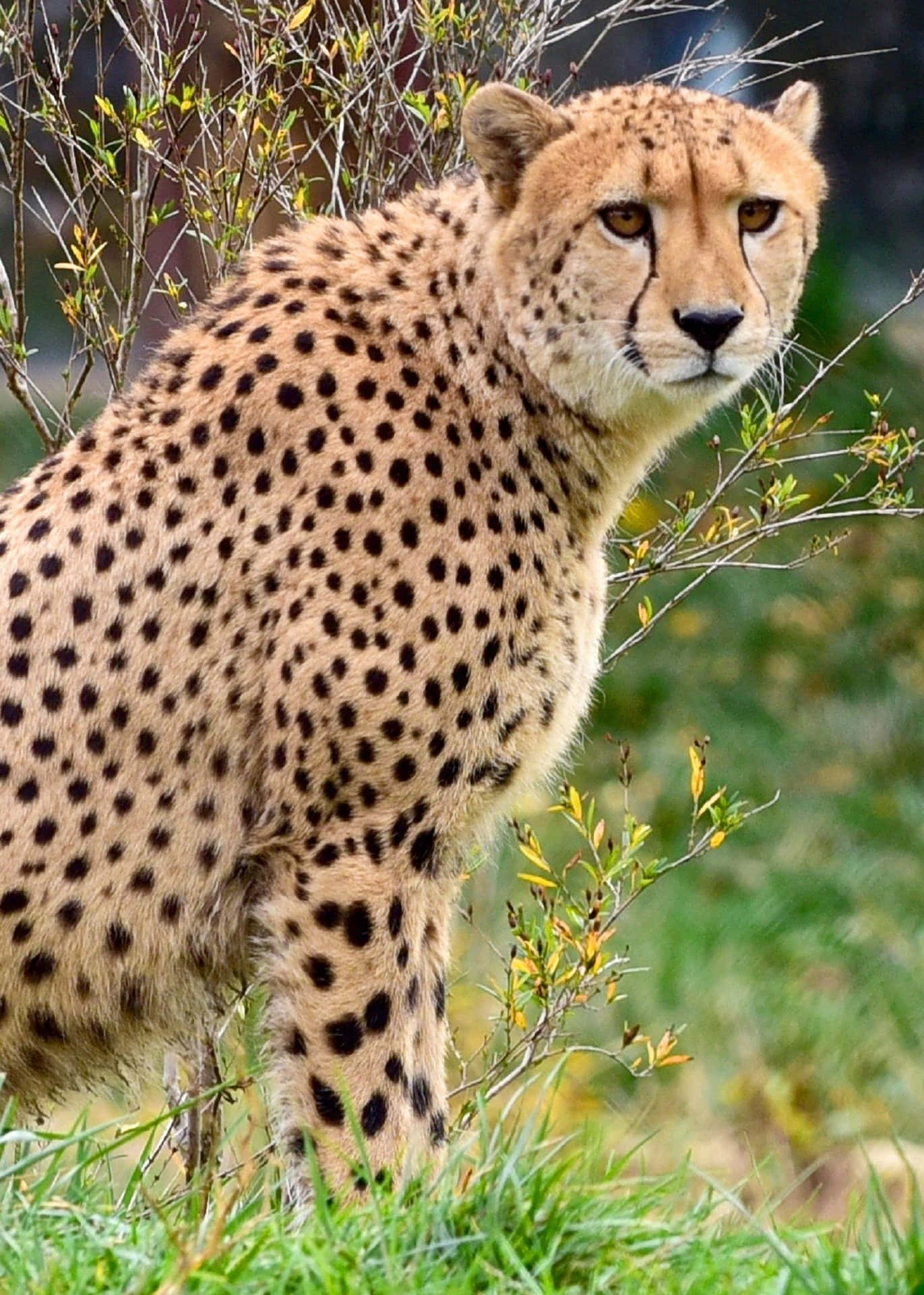 Cheetahsafari Grünes Gras Rasenbild