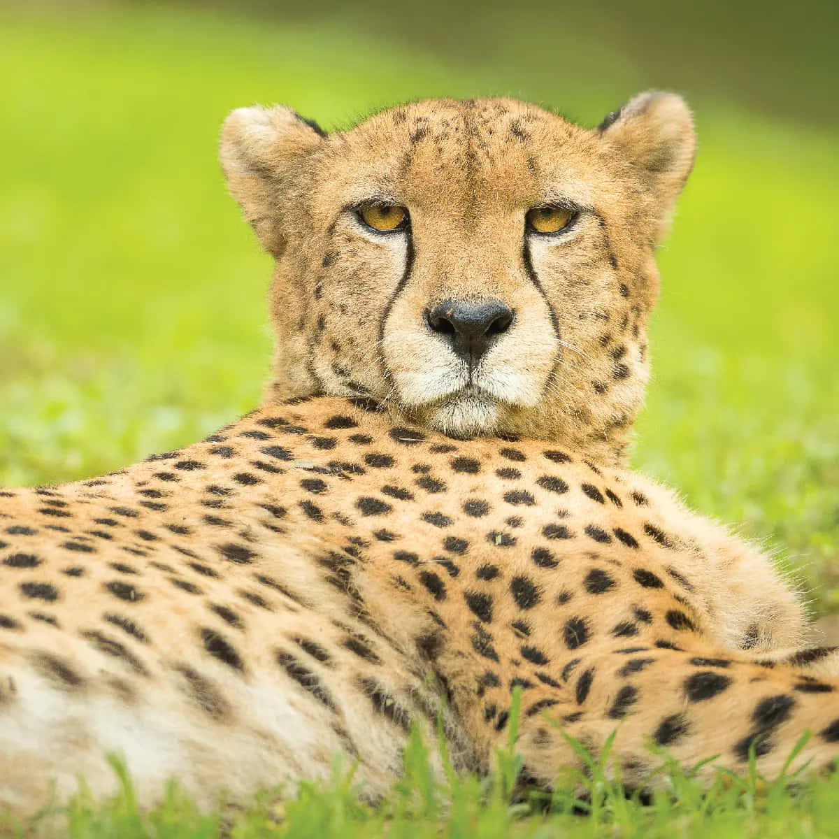 Imagende Un Cheetah En La Sabana