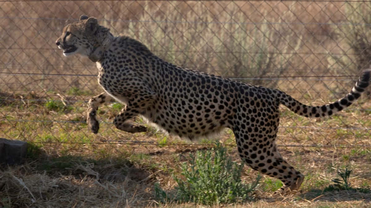 Imagemde Um Cheetah Caçando Na Savana.