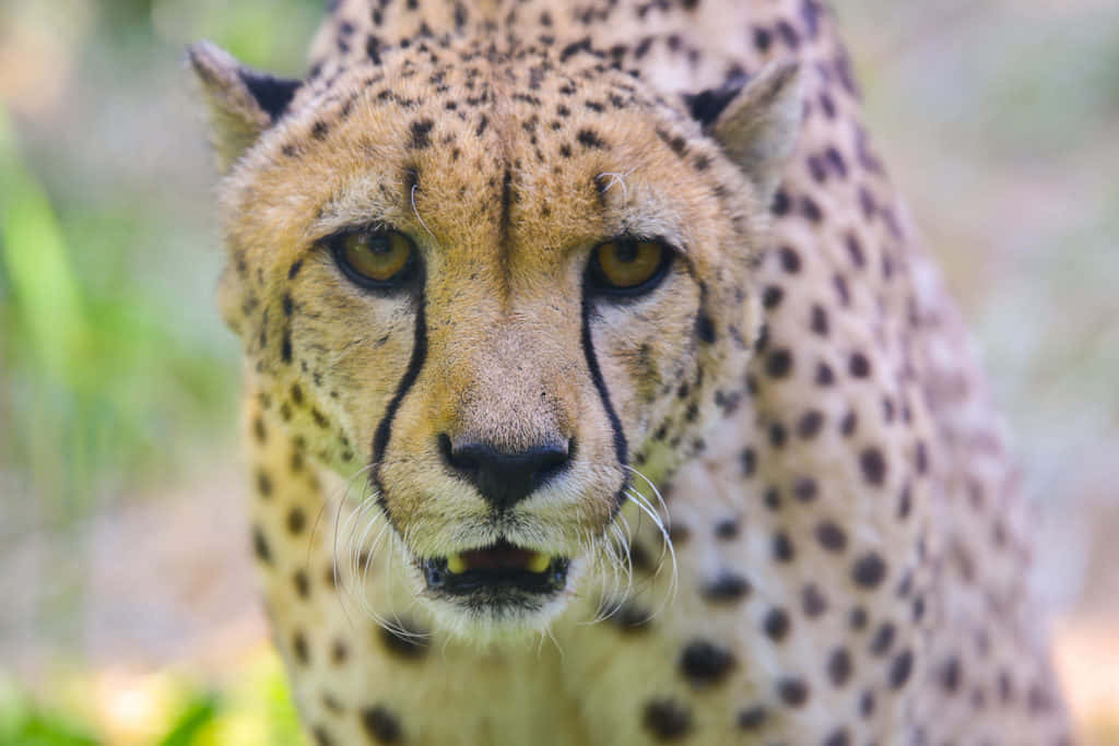 Billedeaf Sydafrikanske Geparder På Safari.