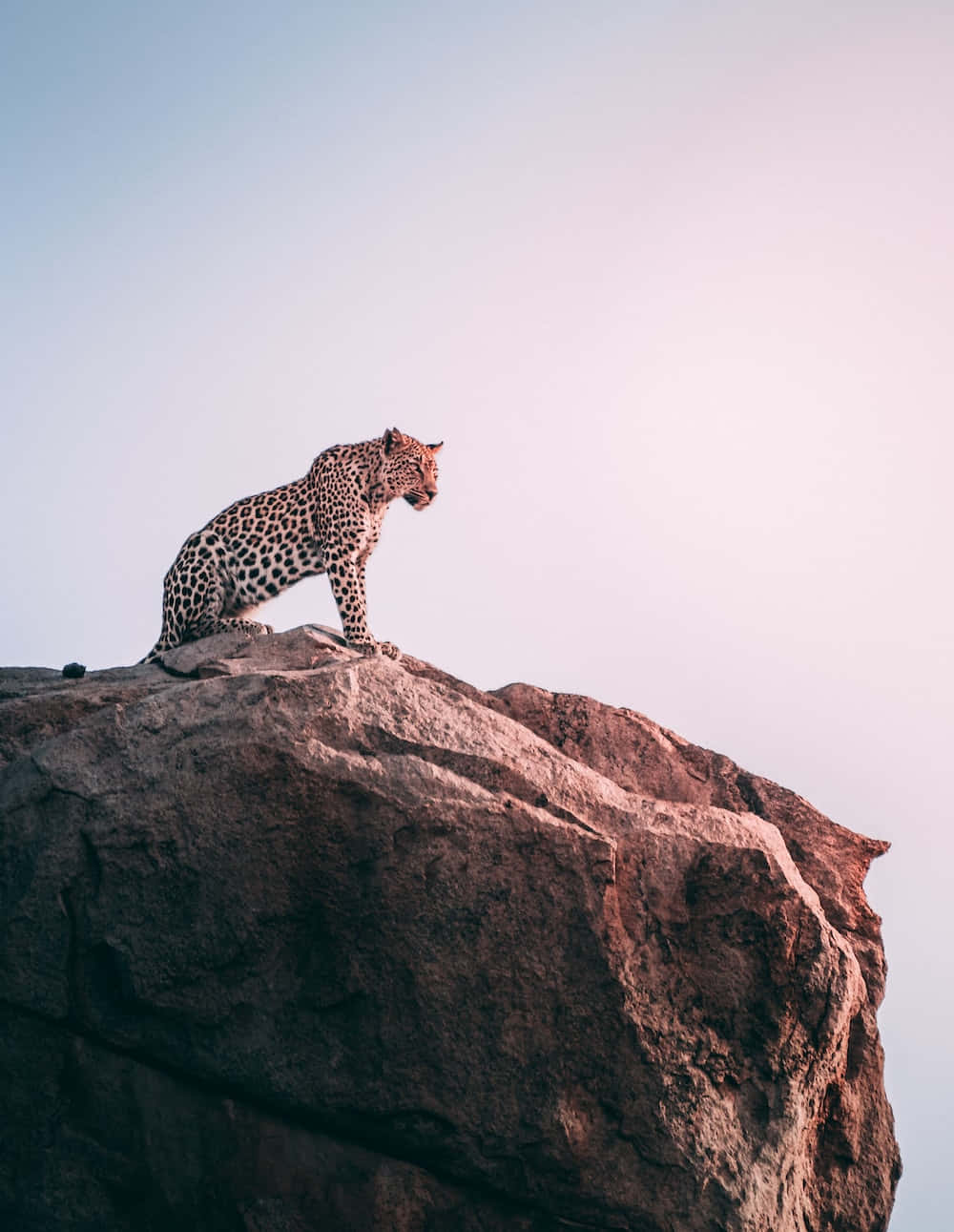 Imagende Un Leopardo, Un Animal Salvaje, En Un Acantilado.