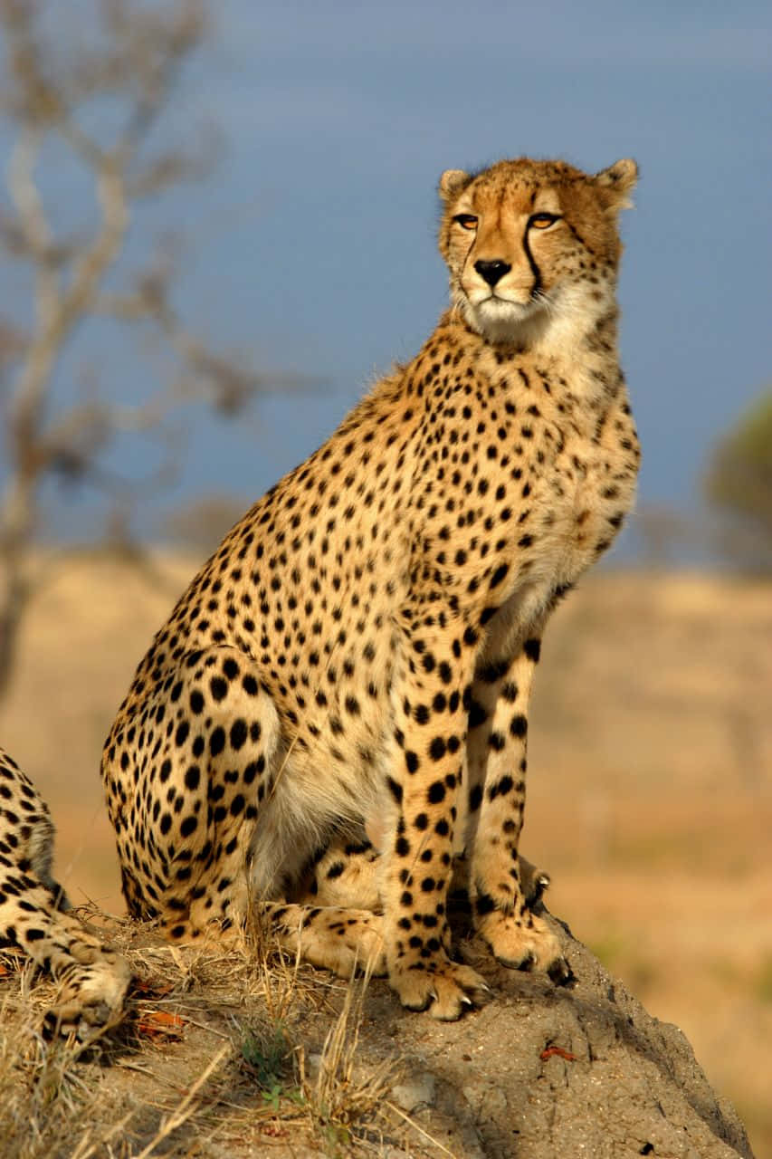 Immaginedi Un Ghepardo Nel Safari Dell'africa Orientale.